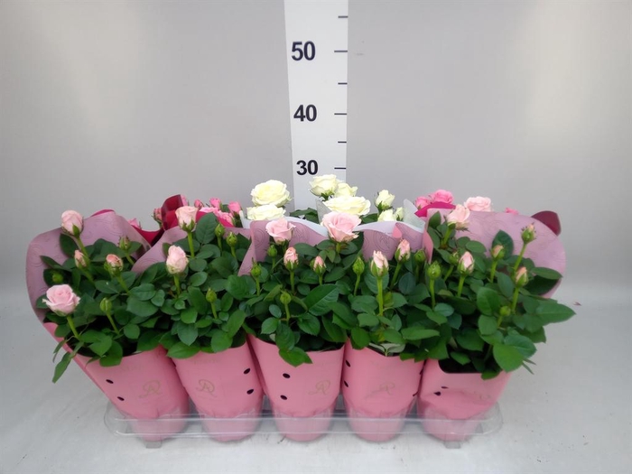 <h4>Rosa  'Infinity'   ...mix</h4>