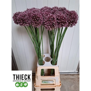 Allium Purpl Mystery