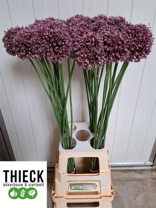 <h4>Allium Purpl Mystery</h4>