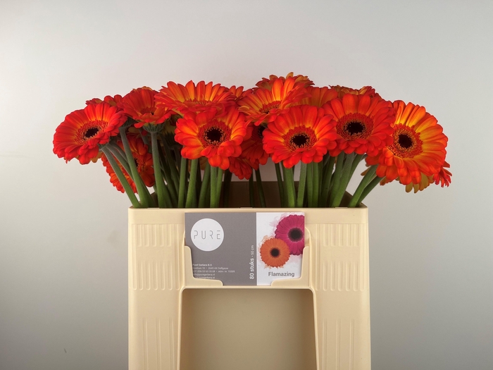 <h4>GE MI FLAMAZING</h4>