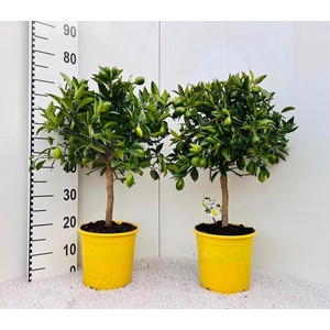 Citrofortunella floridana