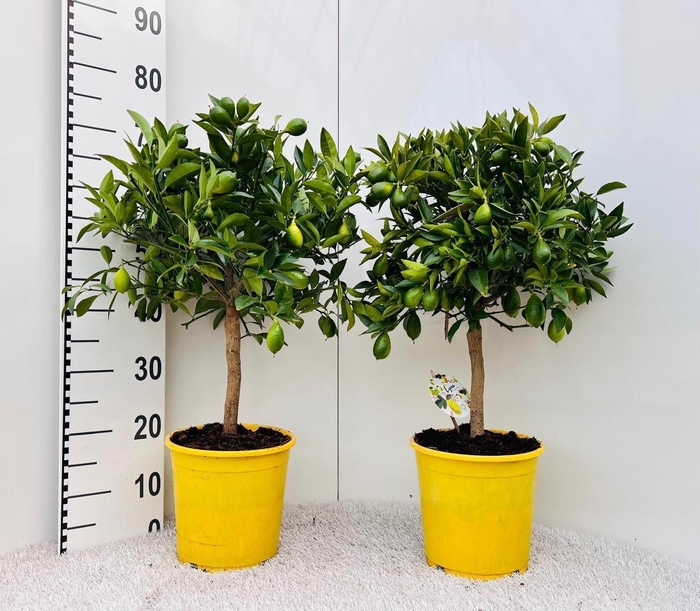 <h4>Citrofortunella floridana</h4>