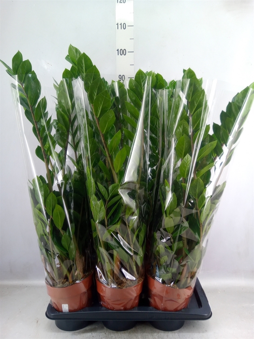 <h4>Zamioculcas zamiifolia</h4>