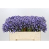 Agapanthus 'Lavender Surprise'