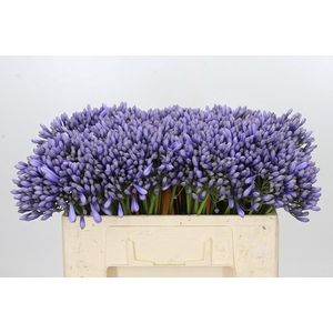 Agapanthus 'Lavender Surprise'