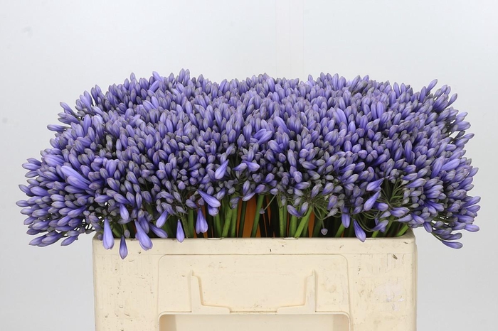<h4>Agapanthus 'Lavender Surprise'</h4>