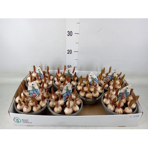 Muscari  'Early Bird'