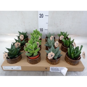 Succulents   ...mix 3