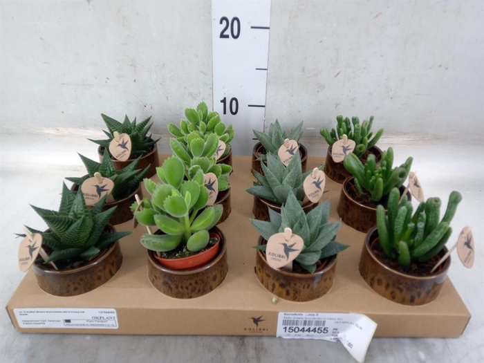 <h4>Succulents ...mix 3</h4>