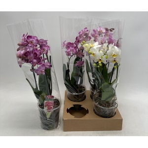 PHAL GEM