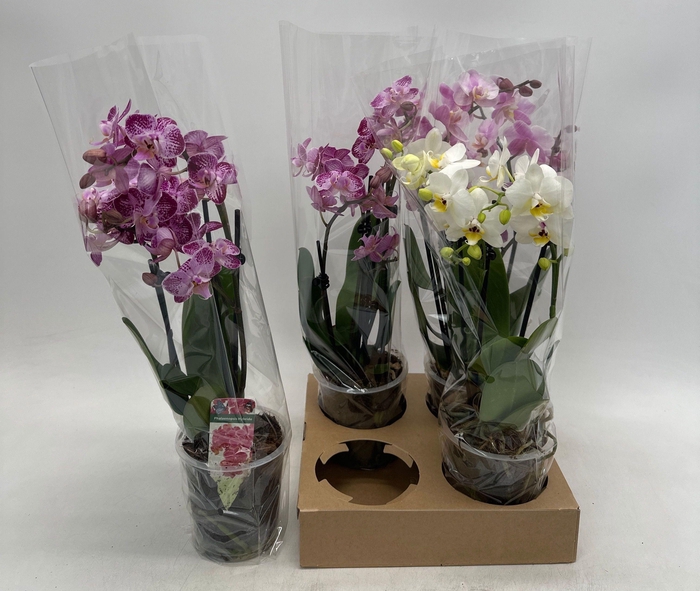 <h4>PHAL GEM</h4>
