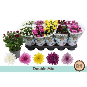 Chrysant Double Mix