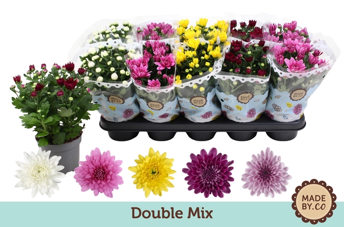 <h4>Chrysant Double Mix</h4>