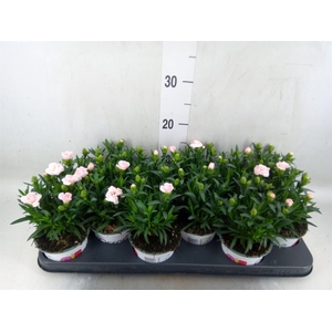 Dianthus  'Oscar White'