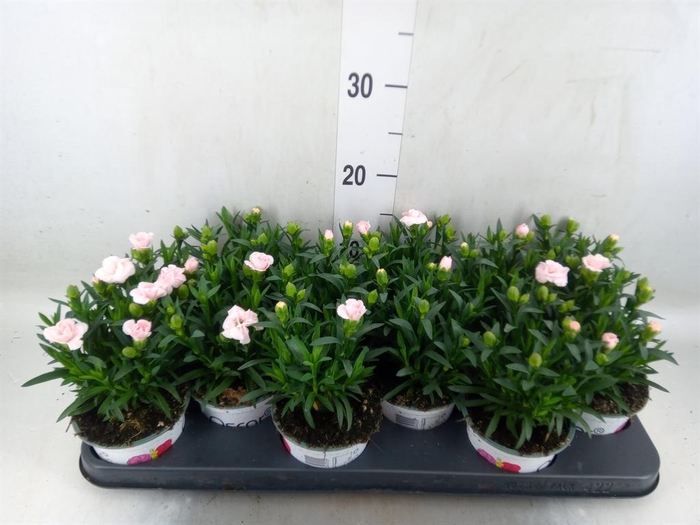 <h4>Dianthus  'Oscar White'</h4>