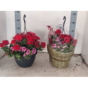 HANGING BASKETS