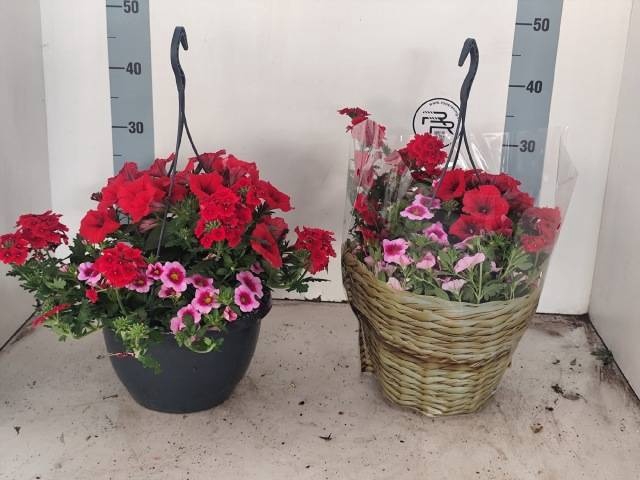 <h4>HANGING BASKETS</h4>