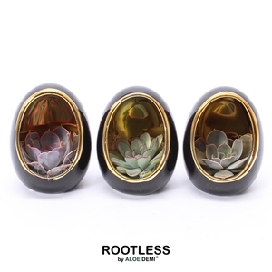 ROOTLESS Echeveria, Egg black gold