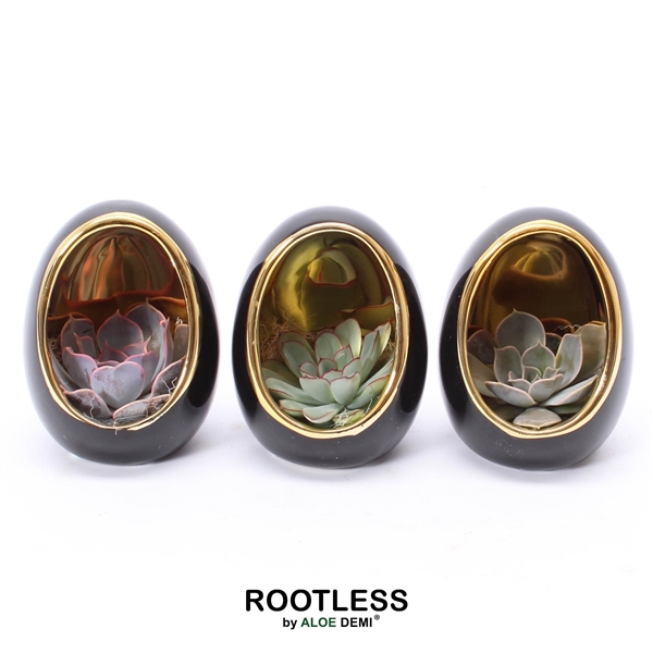 <h4>ROOTLESS Echeveria, Egg black gold</h4>