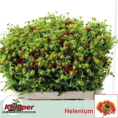 <h4>Helen Fiesta</h4>