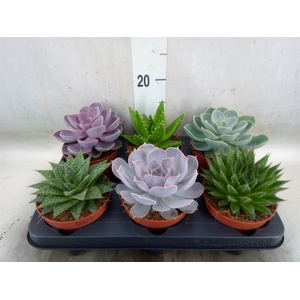 Succulents   ...mix 6