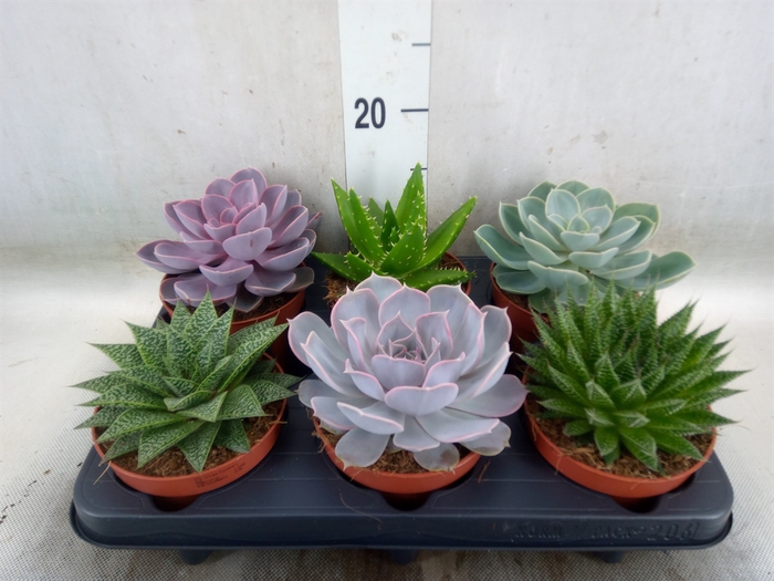 <h4>Succulents   ...mix 6</h4>