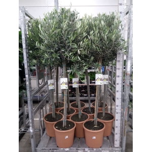 Olea europaea