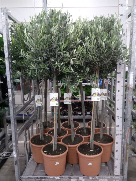 <h4>Olea europaea</h4>