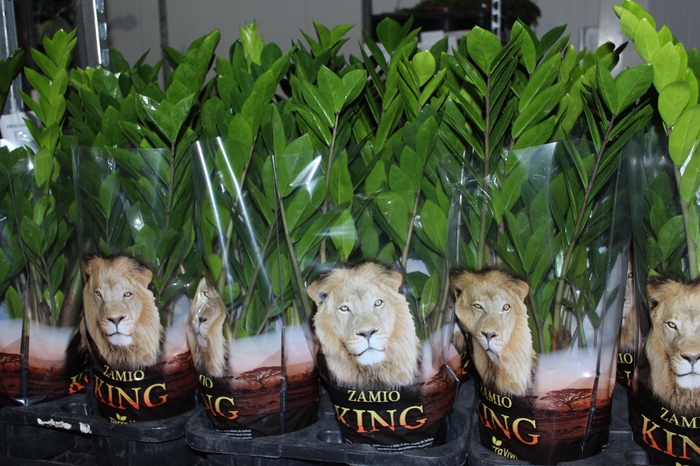 <h4>ZAMIOCULCAS P17</h4>