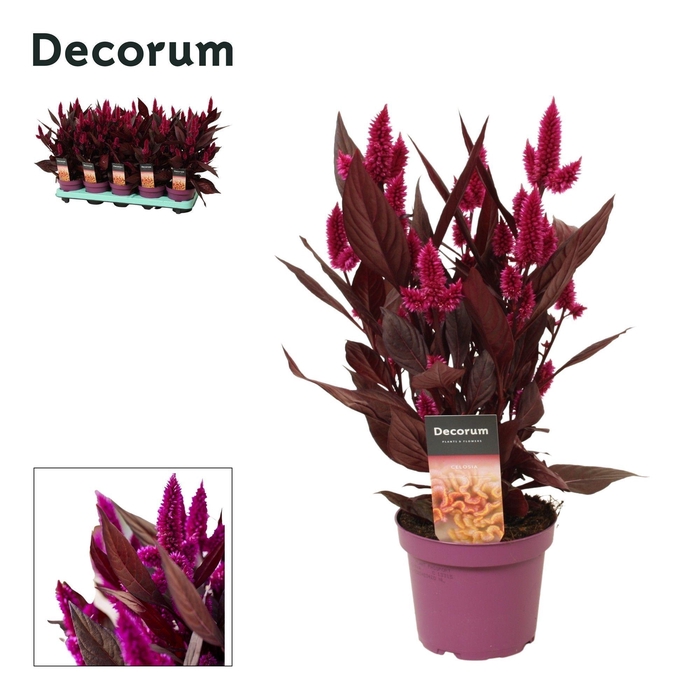 <h4>Celosia 'Mystic Shades' with label | Decorum</h4>