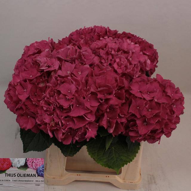 <h4>HYDR M CH RODEO RD</h4>