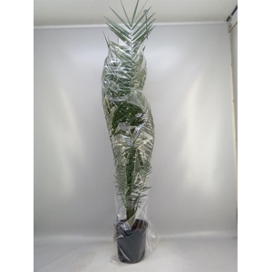 Phoenix canariensis
