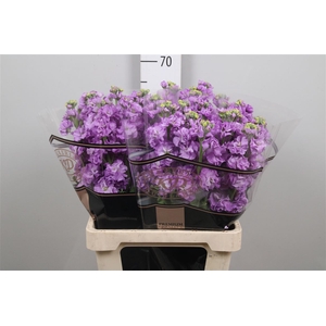 Matth Impala Lavende