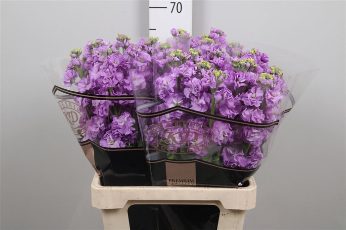 <h4>Matth Impala Lavende</h4>