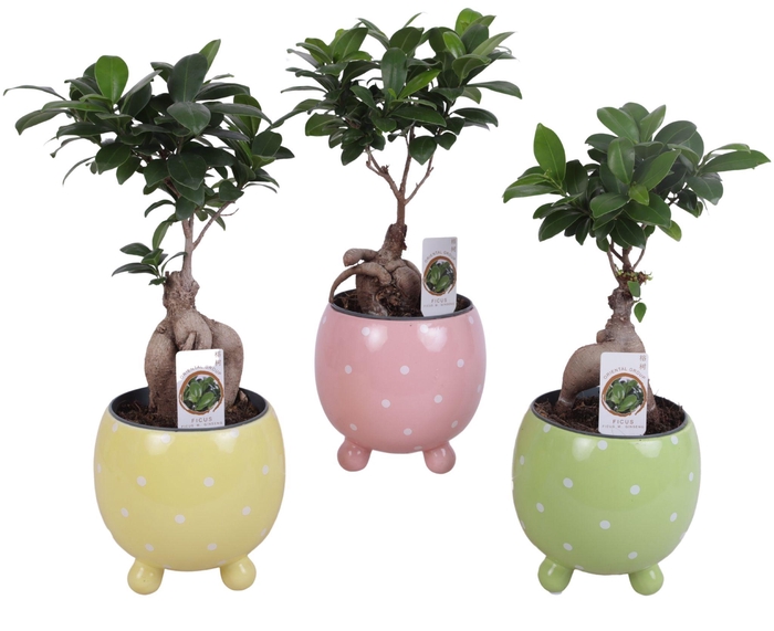 <h4>Ficus m. Ginseng Ball Shape Ø12cm in Ø14cm Ball Dots Pot</h4>