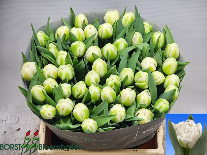 <h4>TU DU ONLINE</h4>