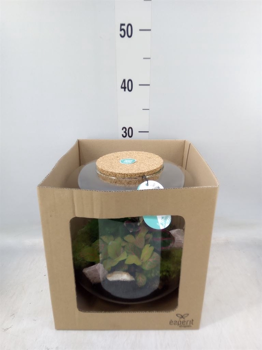 <h4>Arr.   Planten H%</h4>