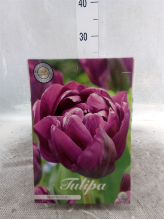 <h4>Tulipa   ...flowerbulbs</h4>