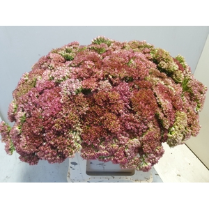 SEDUM SPECTABILE