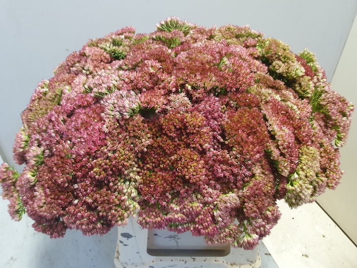 <h4>SEDUM SPECTABILE</h4>