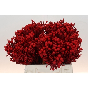 Kaaps Groen Silver Brunia KB Red