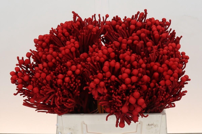 <h4>Kaaps Groen Silver Brunia KB Red</h4>