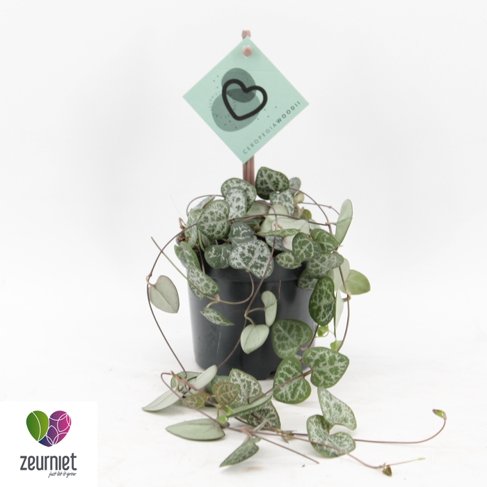 <h4>CEROPEGIA WOODII SUP</h4>