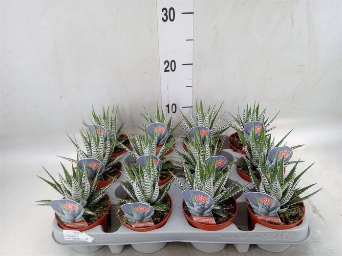 <h4>Haworthia fasciala 'Alba'</h4>