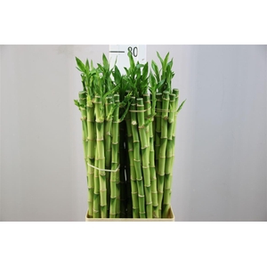 Lucky Bamboe Straight 80