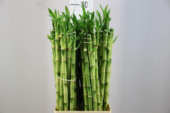 <h4>Lucky Bamboe Straight 80</h4>