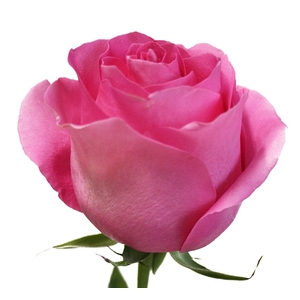 ROSA PINK MARTINI 040 CM ESTUFA