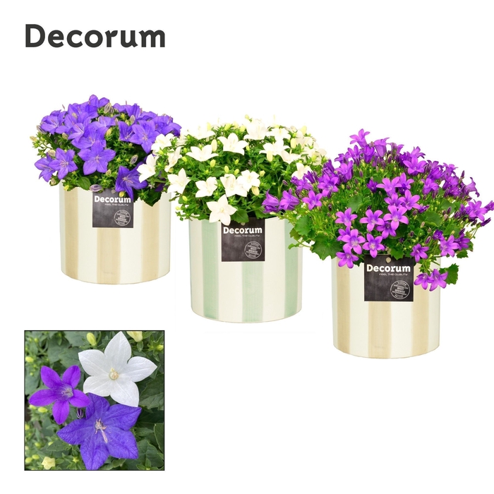 <h4>Campanula Mix Decorum Eline</h4>