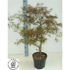 Acer Pa Garnet