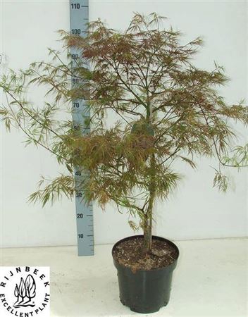 Acer Pa Garnet